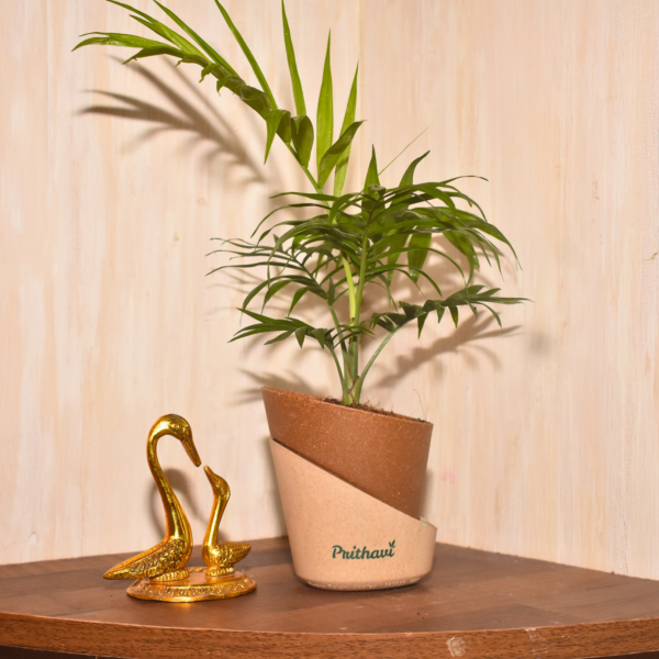 Chamedora Palm Plant - Image 2