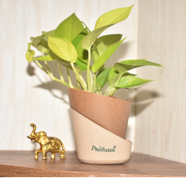 Golden Money Plant