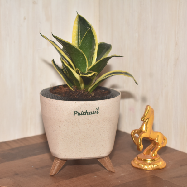 Sanseveria - Golden Hahni