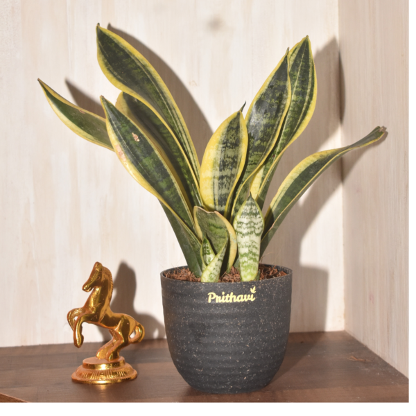 Sanseveria - Golden Flame