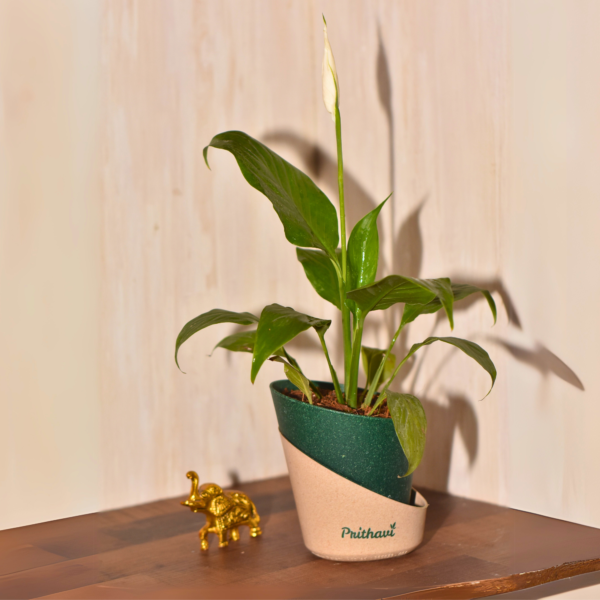 Peace Lily Plant - Image 11