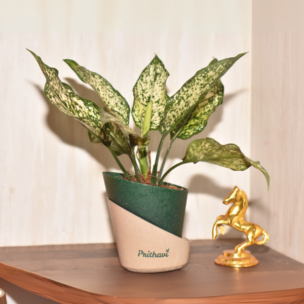 Aglonema Snow White