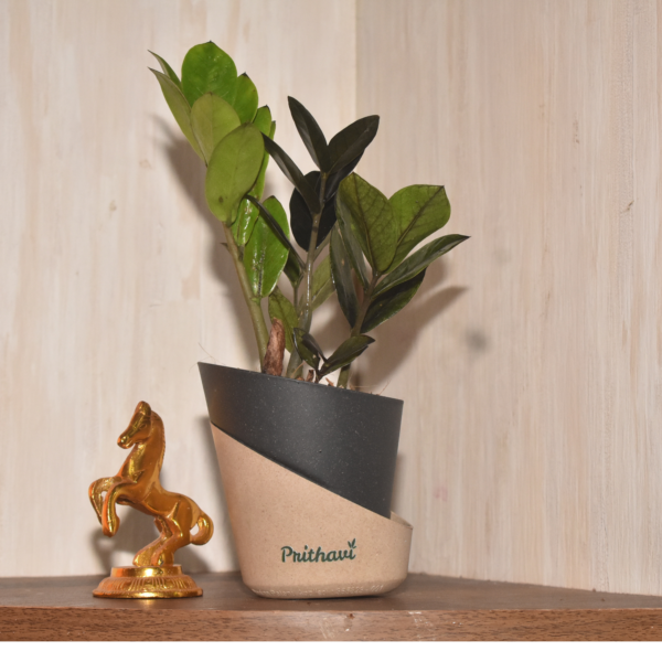 Black Zz plant