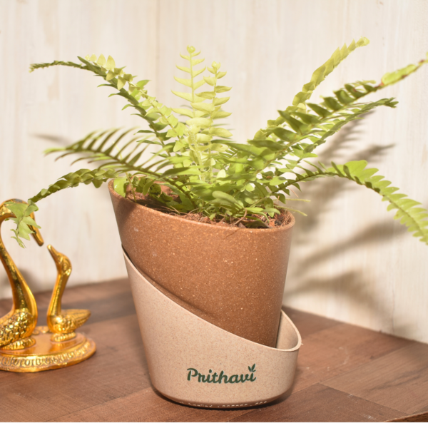 Boston Fern