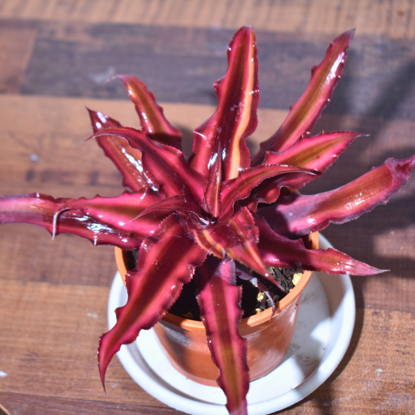 Earth Star Plant : Cryptanthus RUBY
