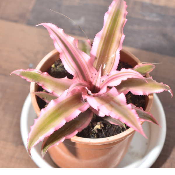 Earth Star Plant : Cryptanthus Pink Delight