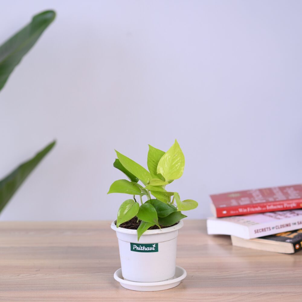 Golden Neon Money Plant - Image 5