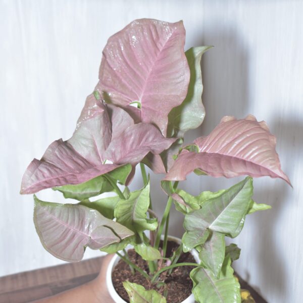 Sngonium Pink