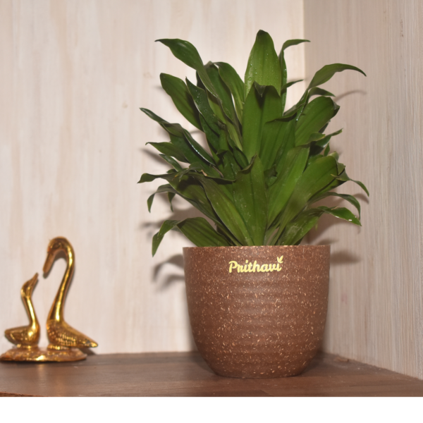 Dracena Compactor