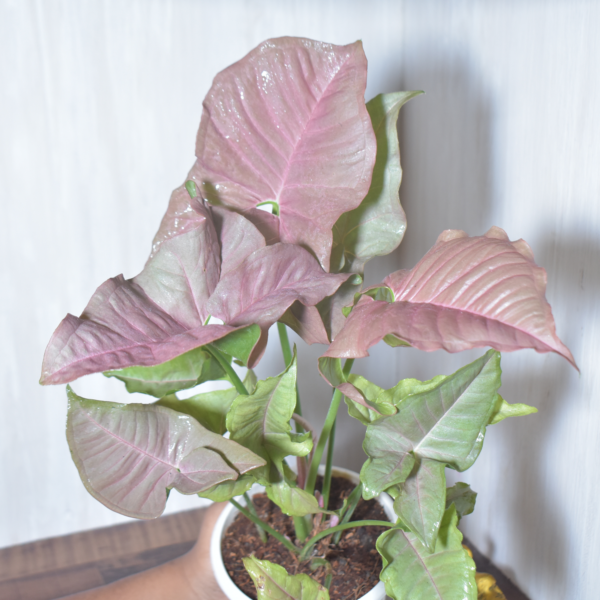 Sngonium Pink - Image 2