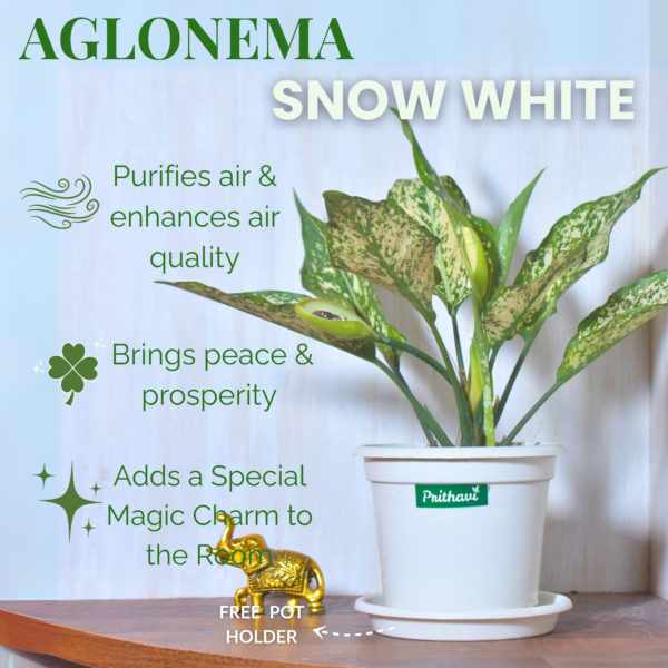 Aglonema Snow White - Image 7