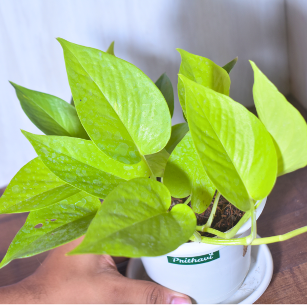 Golden Money Plant - Image 10