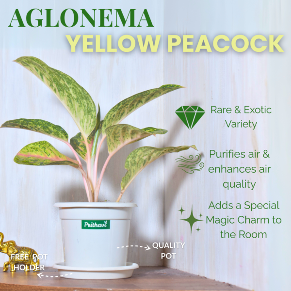 Aglonema  Yellow Peacock - Image 3