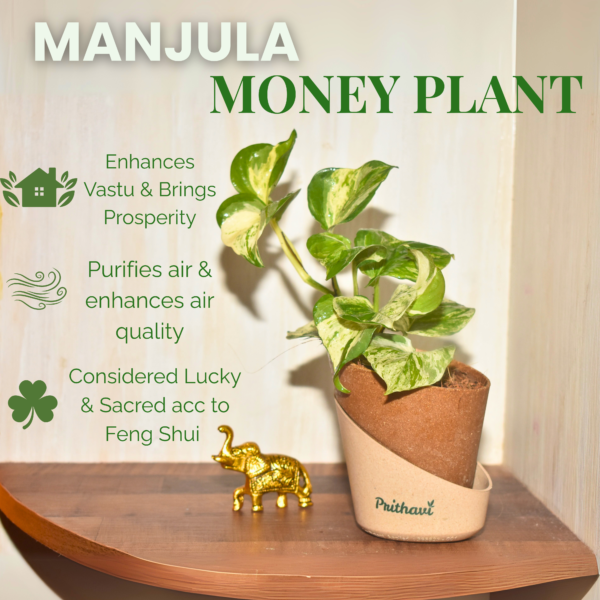 Manjula Money Plant - Image 2