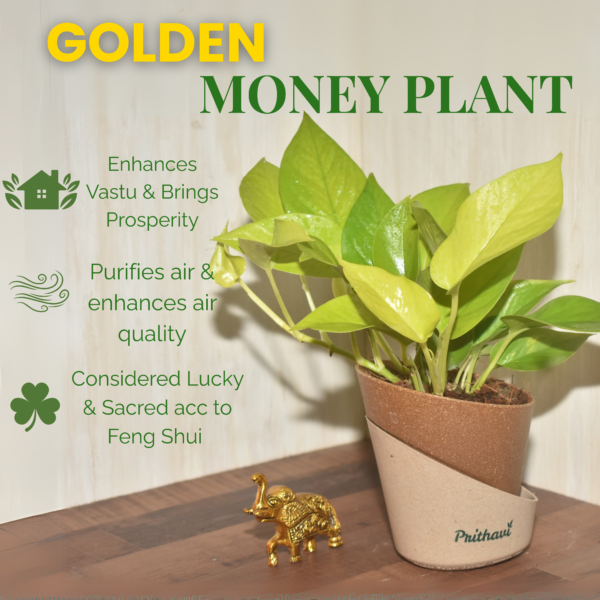 Golden Money Plant - Image 3