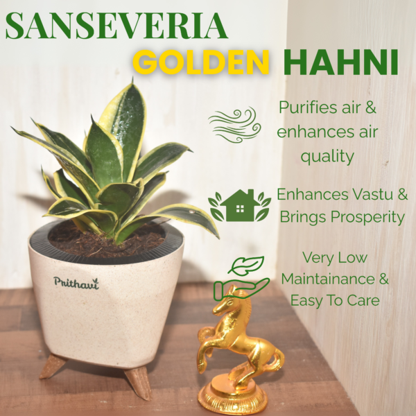 Sanseveria - Golden Hahni - Image 3