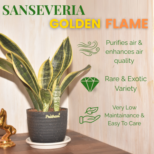Sanseveria - Golden Flame - Image 3