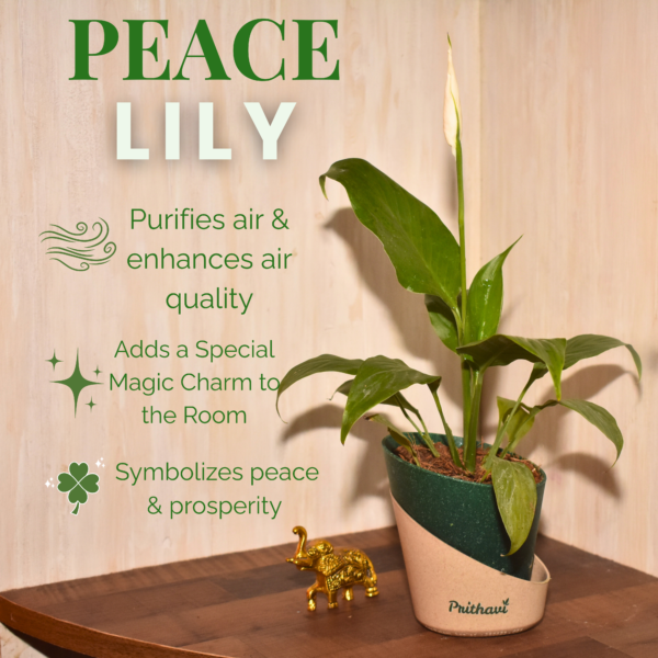 Peace Lily Plant - Image 10
