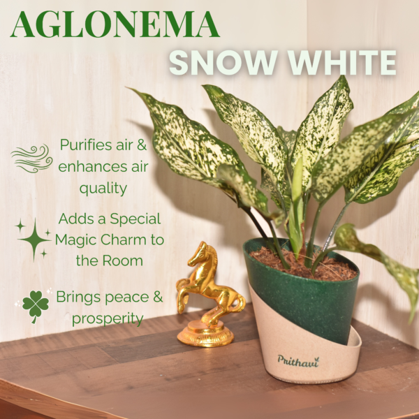 Aglonema Snow White - Image 3