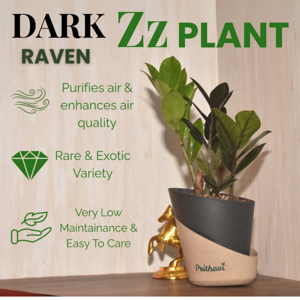 Black Zz plant - Image 3