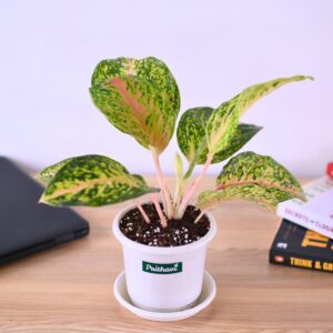 Aglonema Yellow Peacock