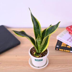 A Sanseveria Futura Superba