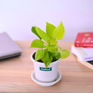 Golden Neon Money Plant