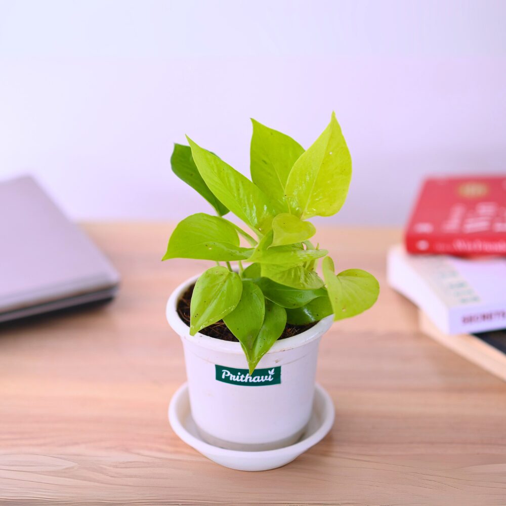 Golden Neon Money Plant