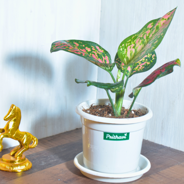 Aglonema Red Valentine - Image 3