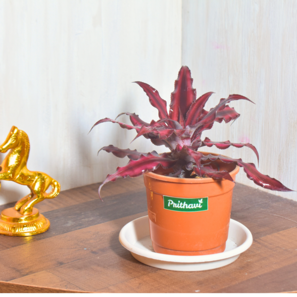Earth Star Plant : Cryptanthus RUBY - Image 2