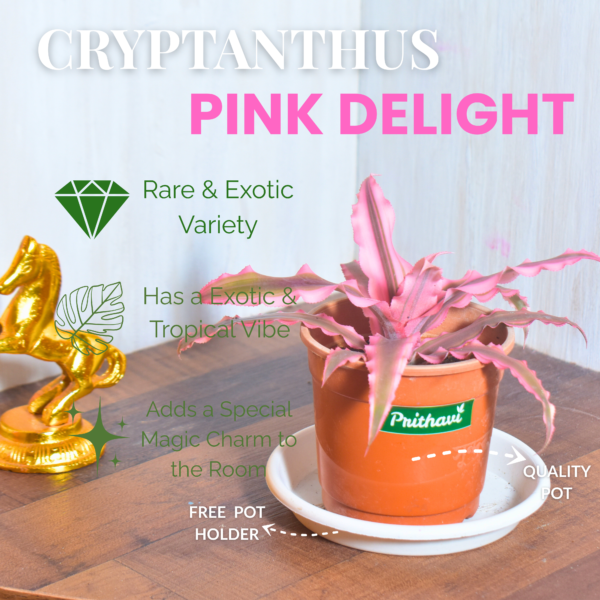 Earth Star Plant : Cryptanthus Pink Delight - Image 2