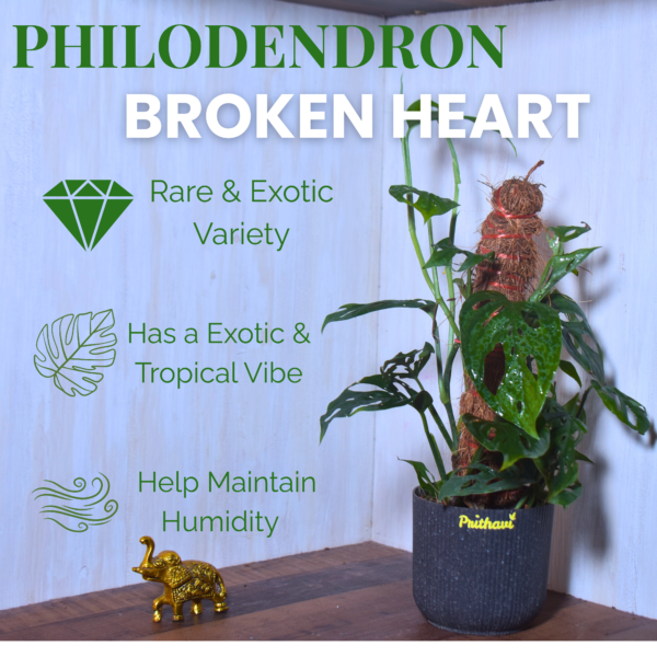 Broken Heart Plant - Image 3