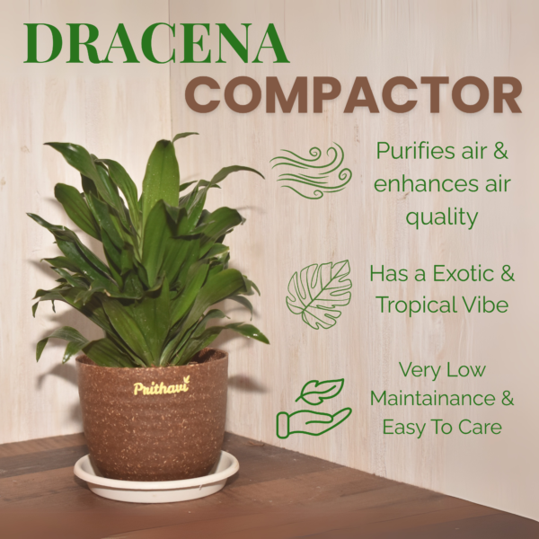 Dracena Compactor - Image 3