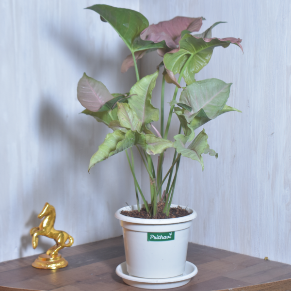 Sngonium Pink - Image 3