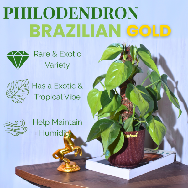 Brazillian Gold - Image 3