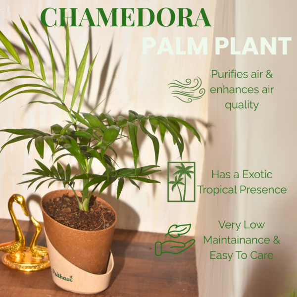 Chamedora Palm Plant - Image 3