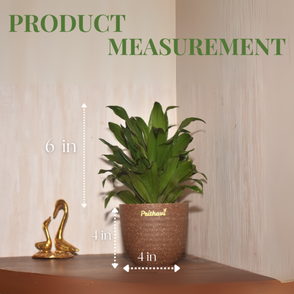 Dracena Compactor - Image 4