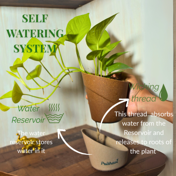 Golden Money Plant - Image 7