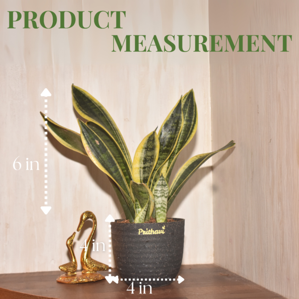 Sanseveria - Golden Flame - Image 4