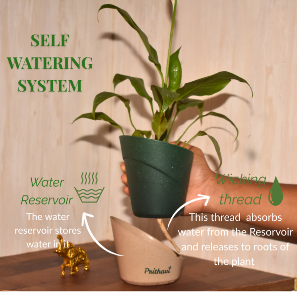 Peace Lily Plant - Image 9