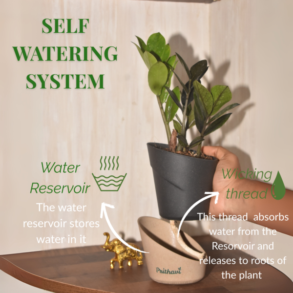 Black Zz plant - Image 4