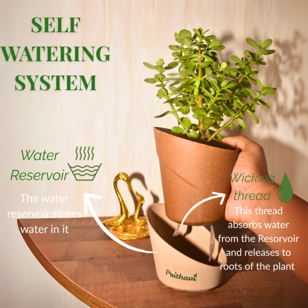 Lucky Mini Jade Plant - Image 3