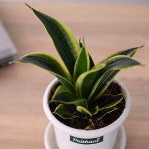Sanseveria - Golden Hahni