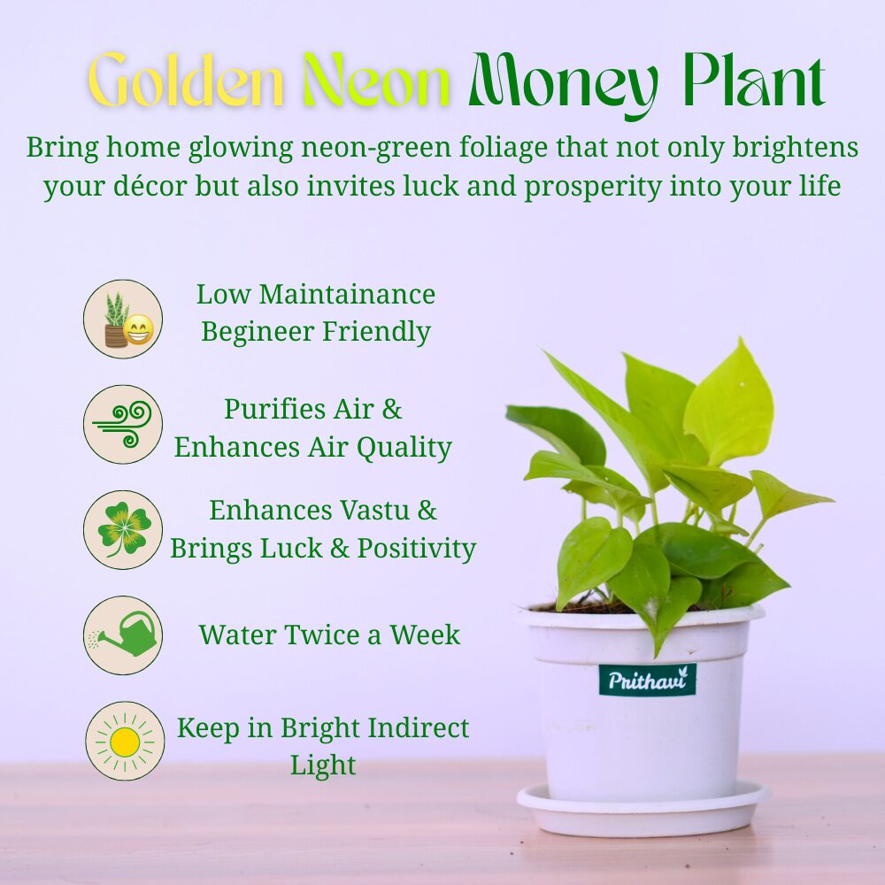 Golden Neon Money Plant - Image 3