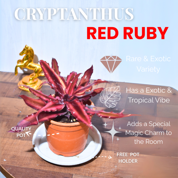 Earth Star Plant : Cryptanthus RUBY - Image 3