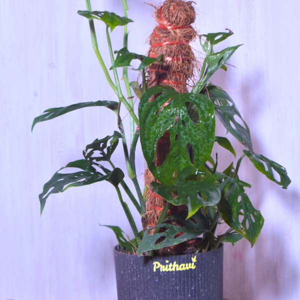 Broken Heart Plant - Image 4