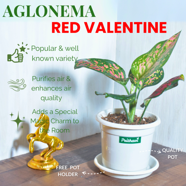 Aglonema Red Valentine - Image 2