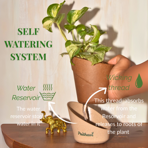 Manjula Money Plant - Image 3