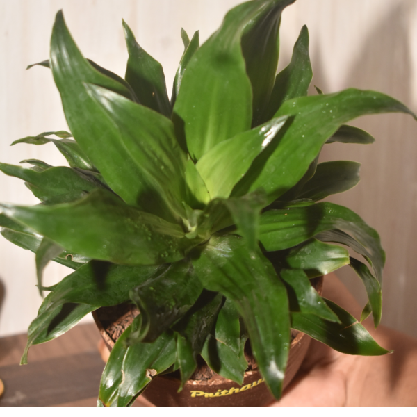 Dracena Compactor - Image 5
