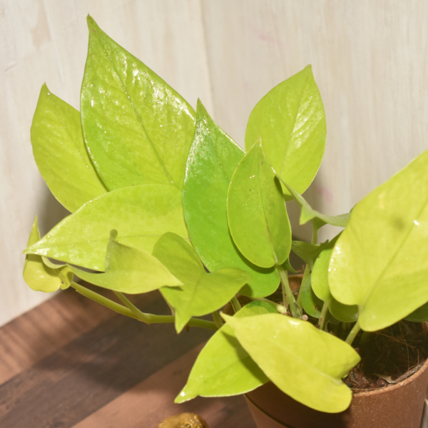 Golden Money Plant - Image 4